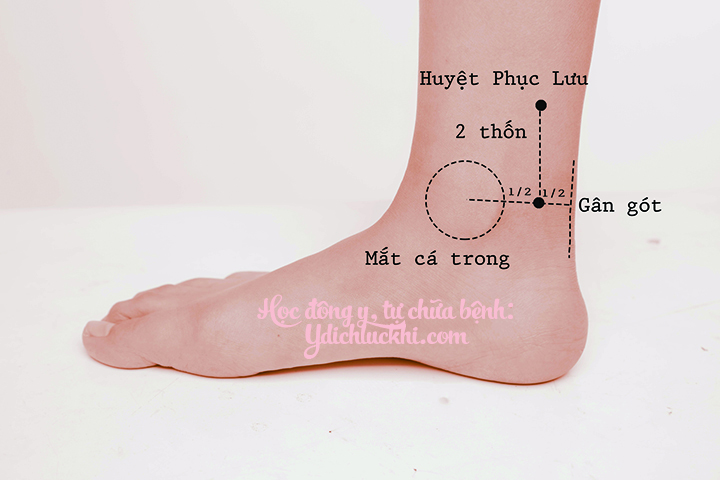 Thận- Phục Lưu